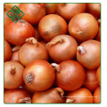 heißer Verkauf frische rote Zwiebel / gelbe Zwiebel 4 - 6 cm 5 - 7 cm 8 - 10 cm von Shandong China